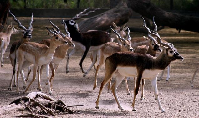 Discover the Untamed Beauty of Telangana: Unleash Your Wild Side on a Wildlife Adventure